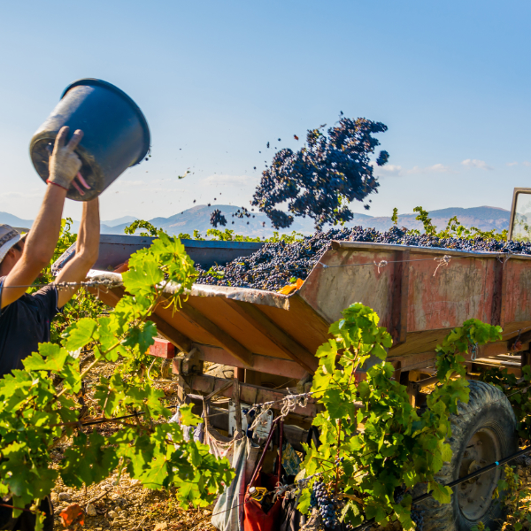 Harvesting ripe grapes on a vineyard plantation